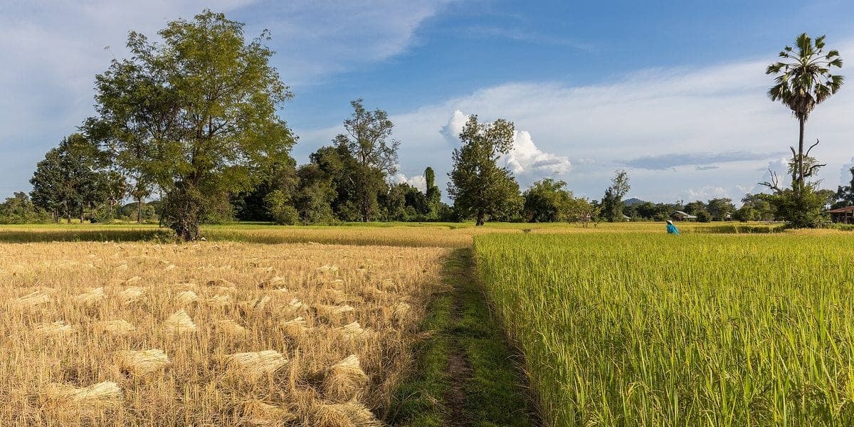 Pig Farm Cost Philippines: What Your Family Didn't Tell You