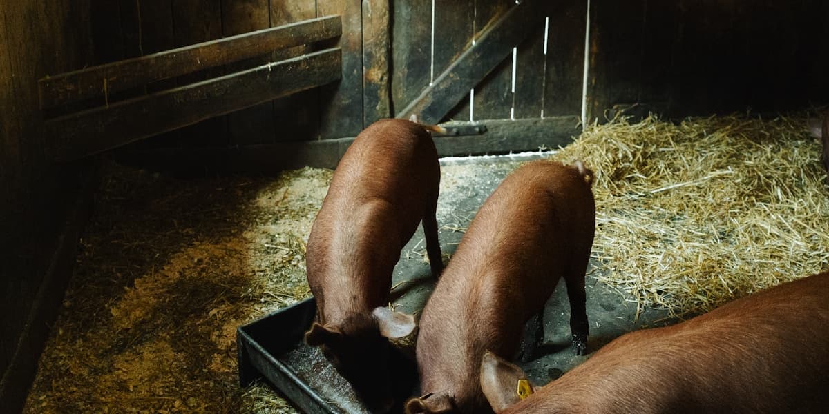 Alternative Pig Feeds Philippines: Cut Costs 30-40%