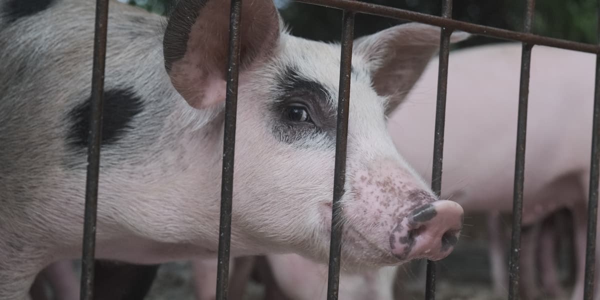 ASF Recovery Era: Biosecurity That Actually Works