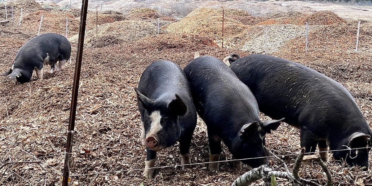 Pig Farm Payback Period Philippines: Kailan Bawi ang Puhunan?