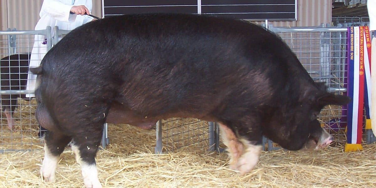Best Pig Breeds for Small Farmers in the Philippines