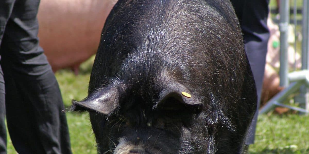 Swollen Vulva In A Pig: Heat, Pregnant, Or Sick?