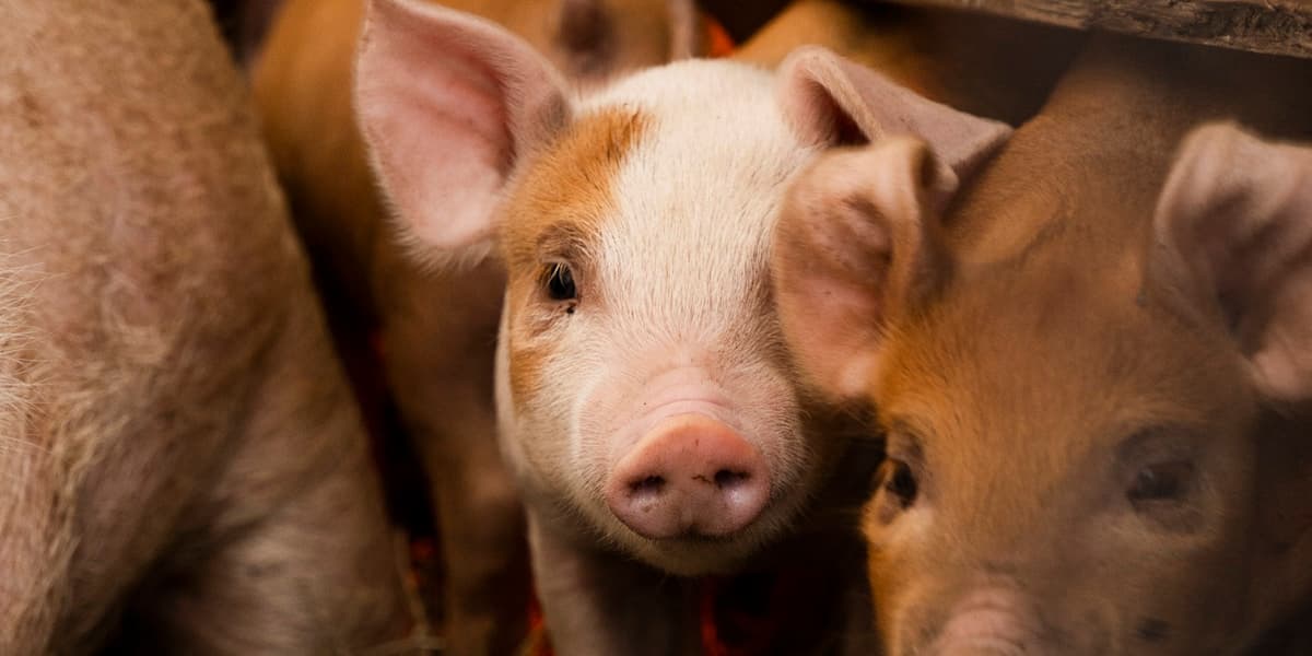 Crossbreed Pig Price Philippines (2026 Guide)