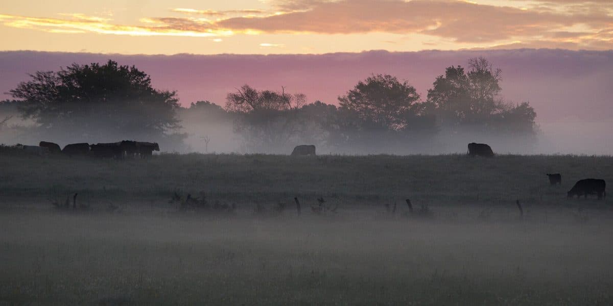 OFW Pig Farm Investment: Honest Due-Diligence Guide