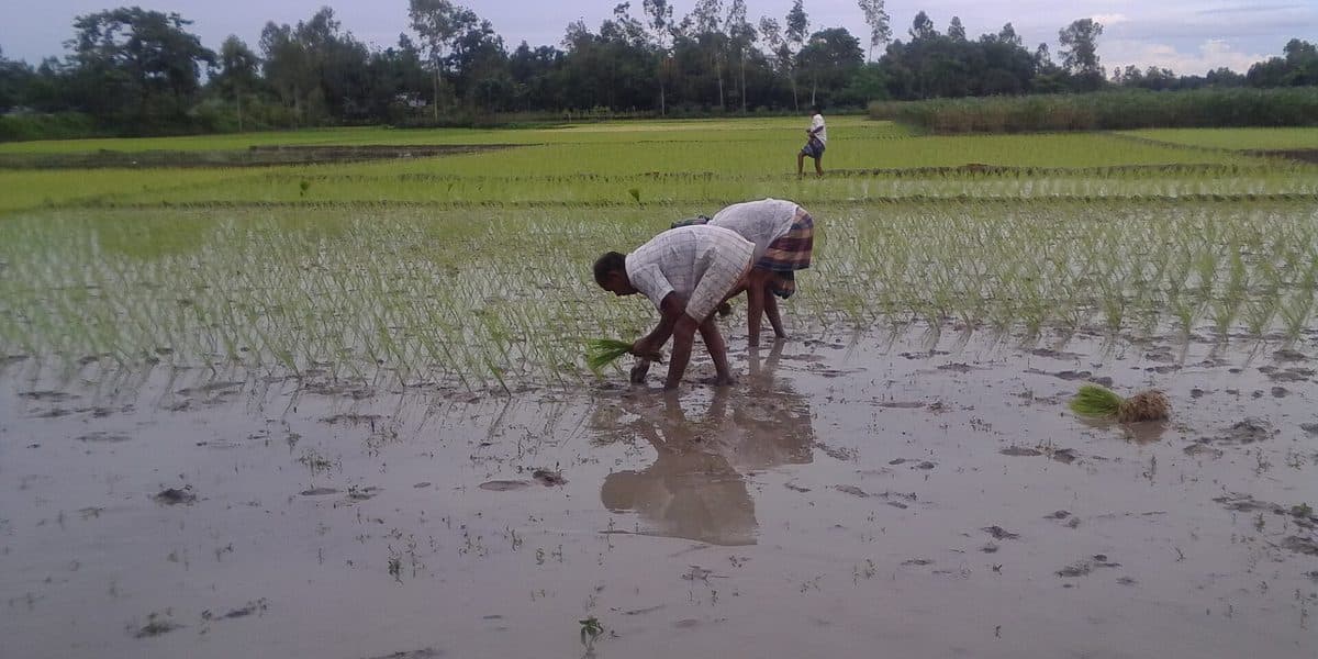 Managing a Pig Farm From Abroad (ASF, Workers, Oversight)