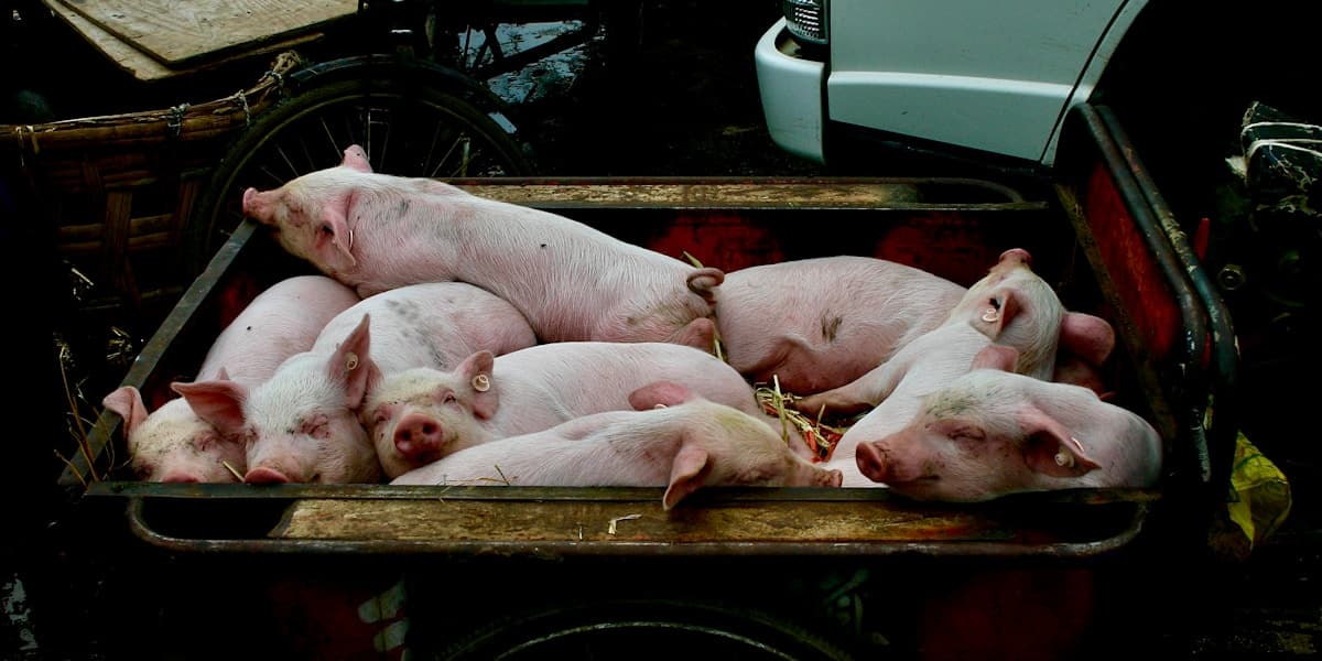 Pagpatambok sa Baboy: How to Fatten a Pig Fast