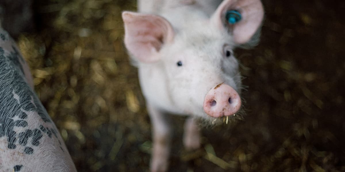 Pig Feed Consumption Chart by Weight (Starter to Finisher)