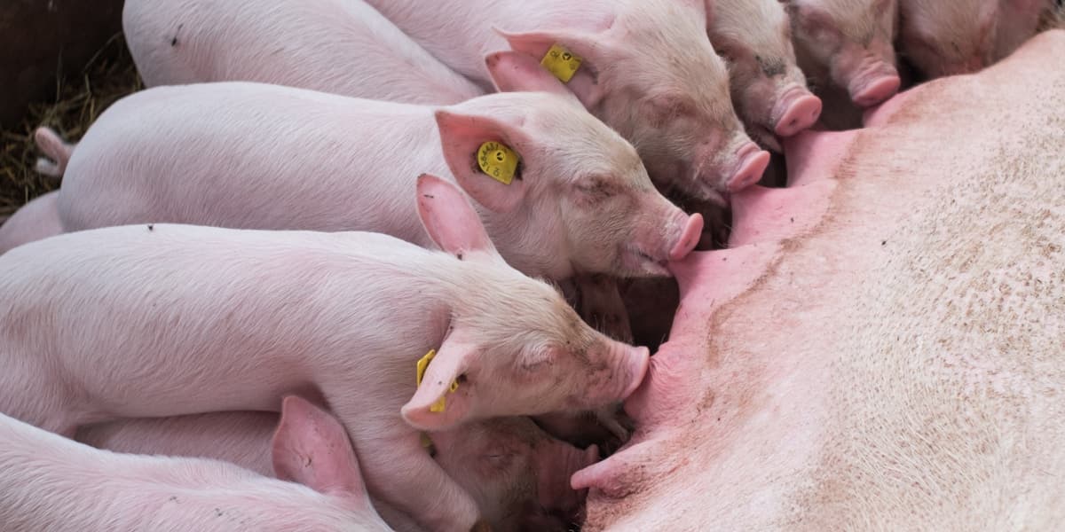 Real Cost of Pig Feed in the Philippines (2026)