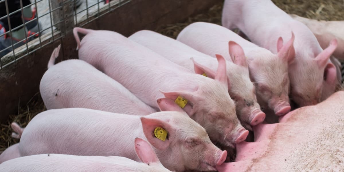 Pila Ka Beses Magpakan sa Baboy? How Often to Feed Pigs