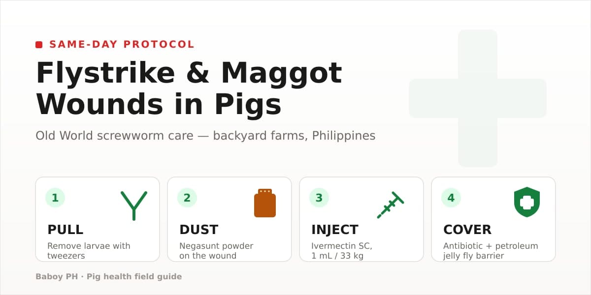 Maggot Wounds In Pigs: How To Clean And Stop The Flies