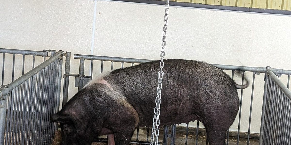 12 Hidden Costs of Starting a Piggery in the Philippines