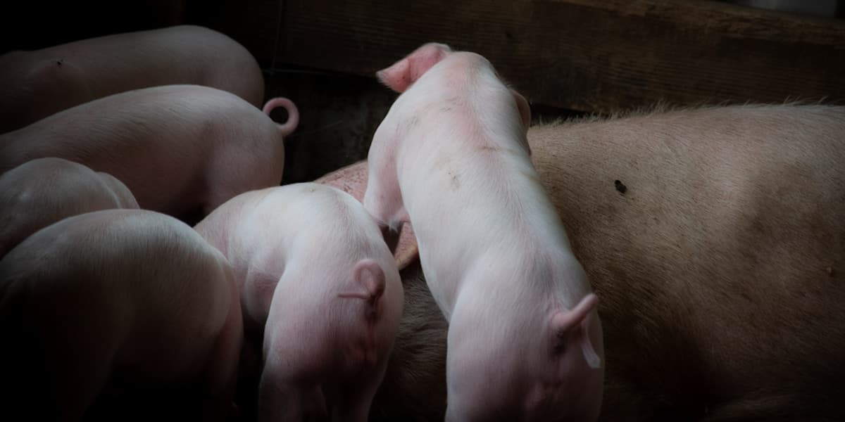 Iron Injection for Piglets: Why, When, How