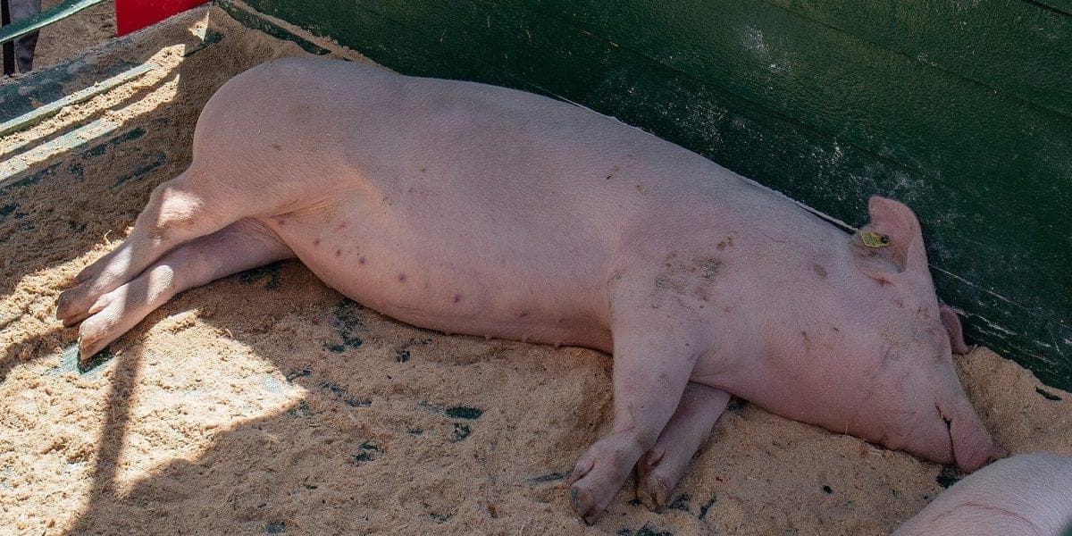How Long Before a Pig Is Ready to Sell in the Philippines