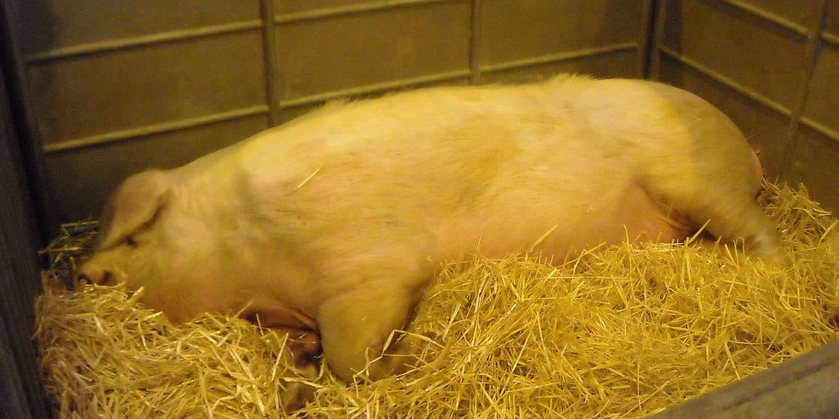 Disease Outbreak on Your Farm: Step-by-Step Response Guide