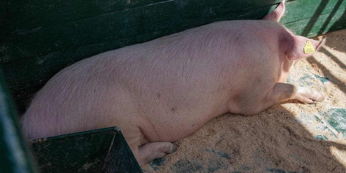 Contract Growing ng Baboy: Monterey vs CPF vs Co-op