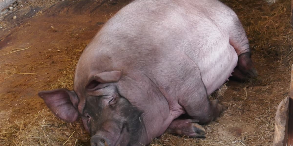 Liveweight Pig Price per Kg by Region (Philippines)