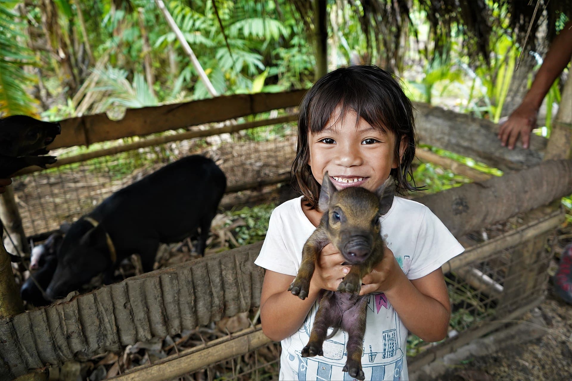 Lechon de Leche from Native Sows: Per-Sow Profit Math (Philippines, 2026)
