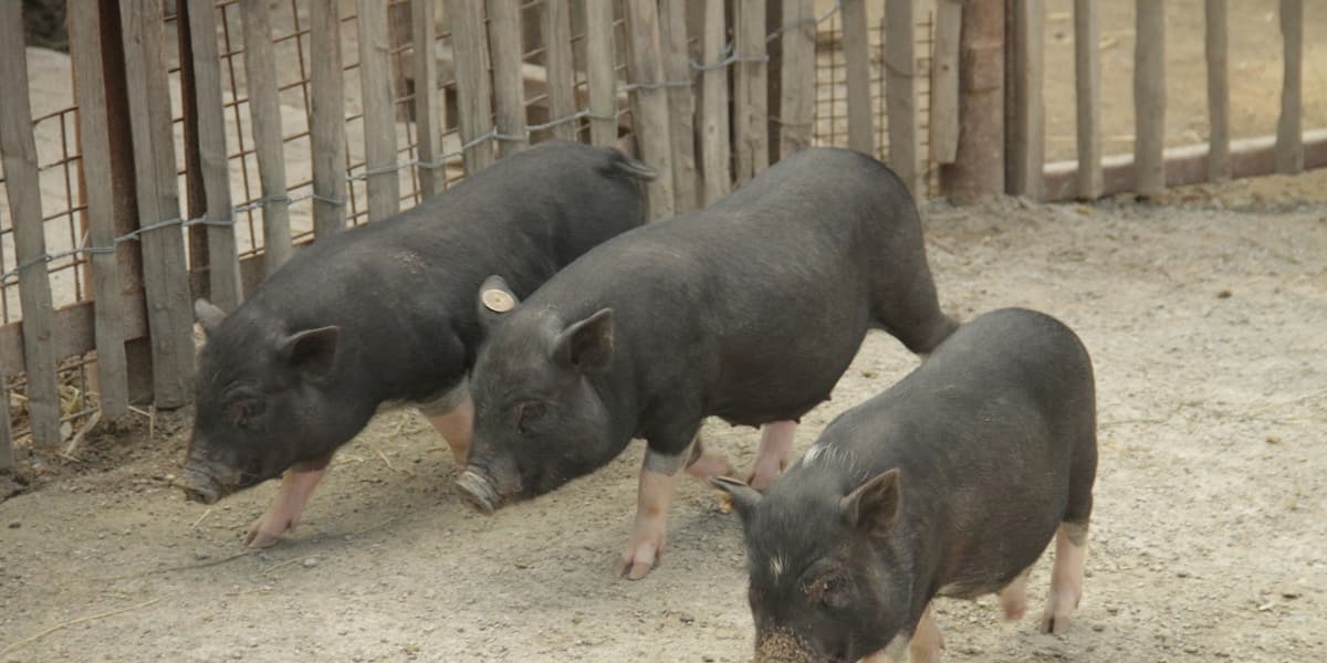 Native vs Commercial Pigs: Which System Fits Your Farm?