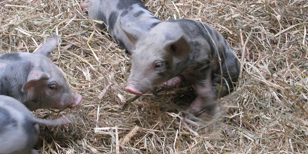 Unsaon Pag-Inject sa Baboy? Pig Injection Guide