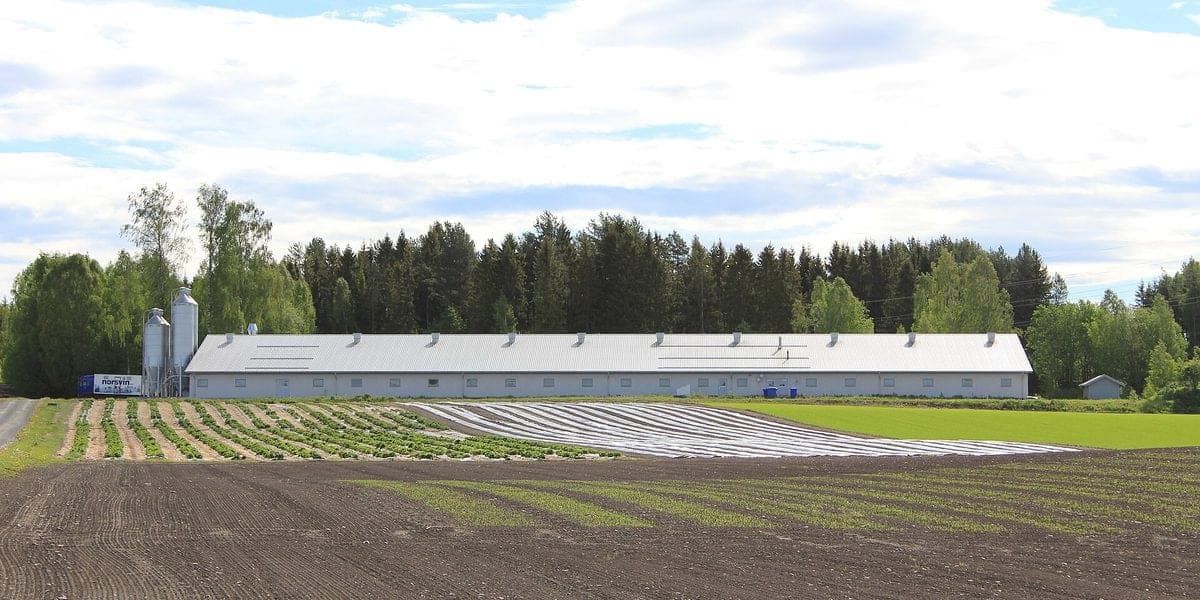 5 Pig Pen Layouts: From 3-Head Backyard to 50-Head Semi-Commercial