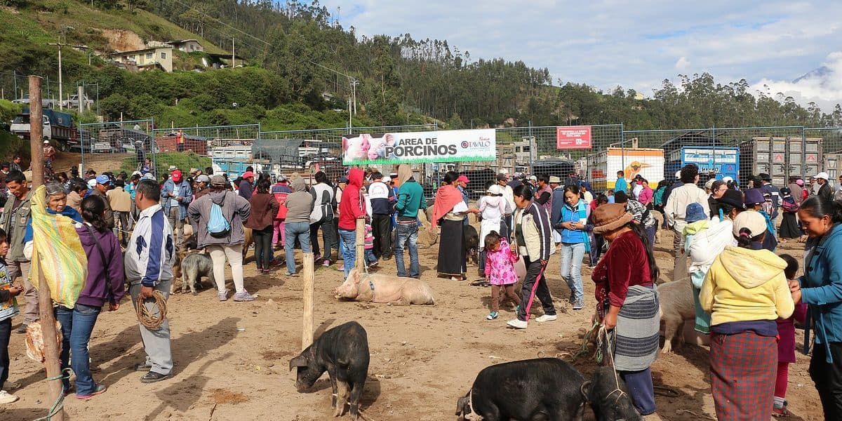 Pig Farm Cost Philippines: What Your Family Didn't Tell You