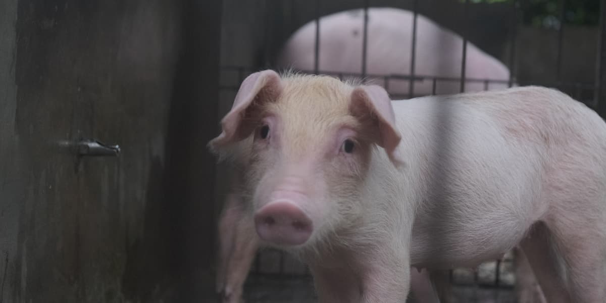 Pig Vitamins & Supplements Philippines: What You Actually Need