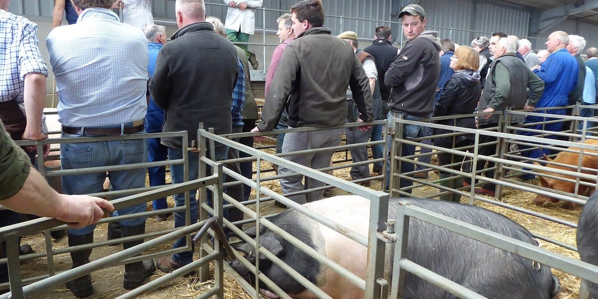 How to Estimate Pig Weight Without a Scale