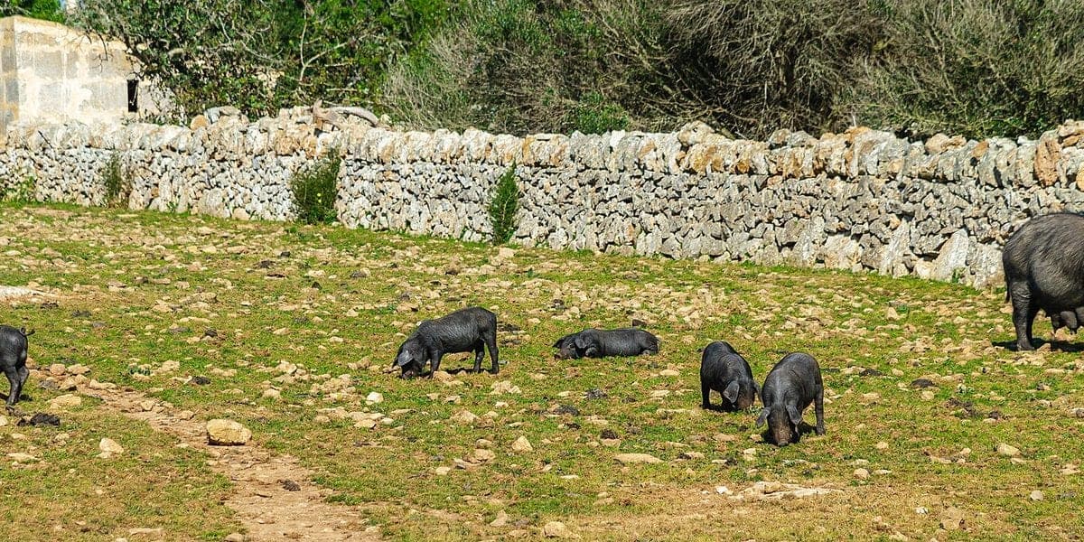 Paiwi at Hatian sa Baboy: Profit Math for Both Sides