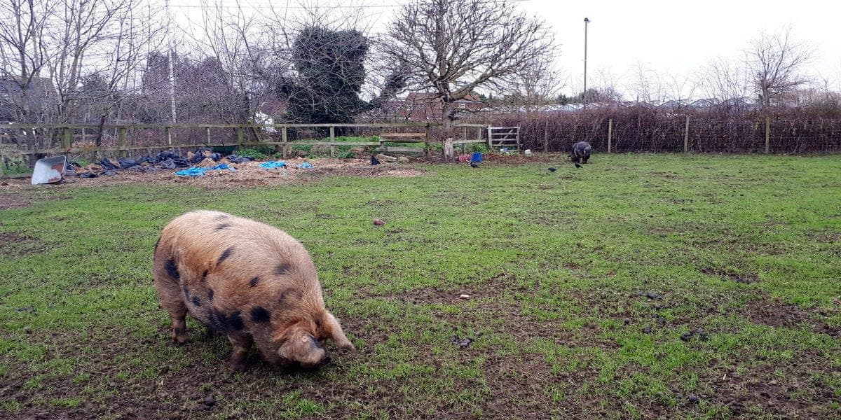 Difficult Farrowing: What to Do When the Sow Can't Deliver