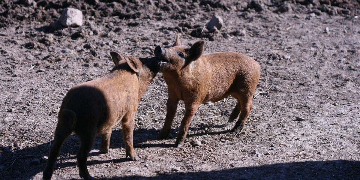 Why Piglets Die in the First Week (And How to Stop It)