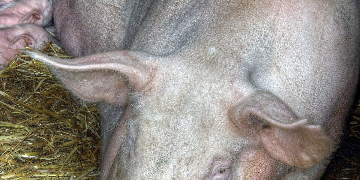Signs Your Pig Is Sick: What to Watch For