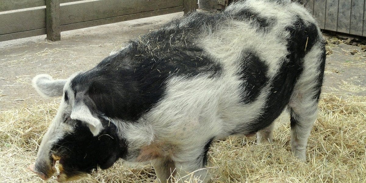 How Much Water Do Pigs Need Per Day in Hot Weather?