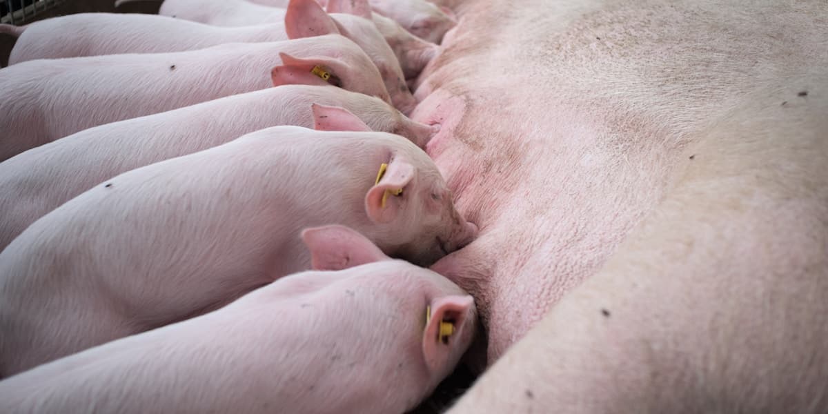 SwineFlow: Running a Profitable Pig Farm Batch