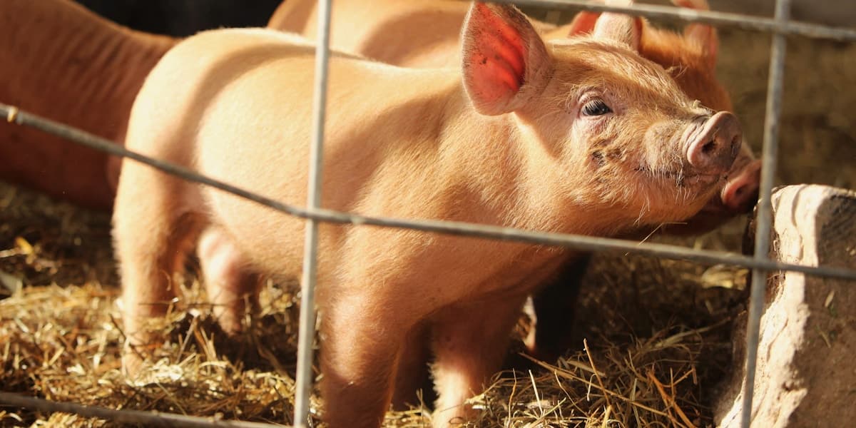 When to Castrate Piglets in the Philippines