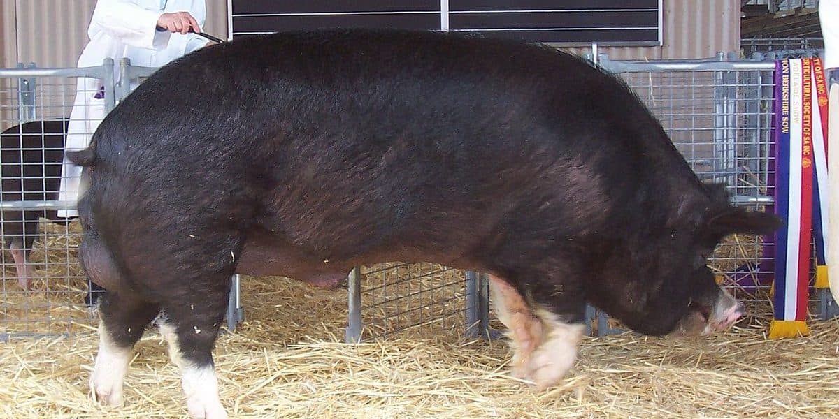 Champion Berkshire boar — solid black with white points on face and feet