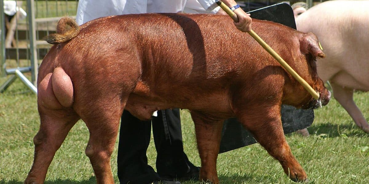 Duroc boar Best of Breed — distinctive red-brown coat, muscular frame