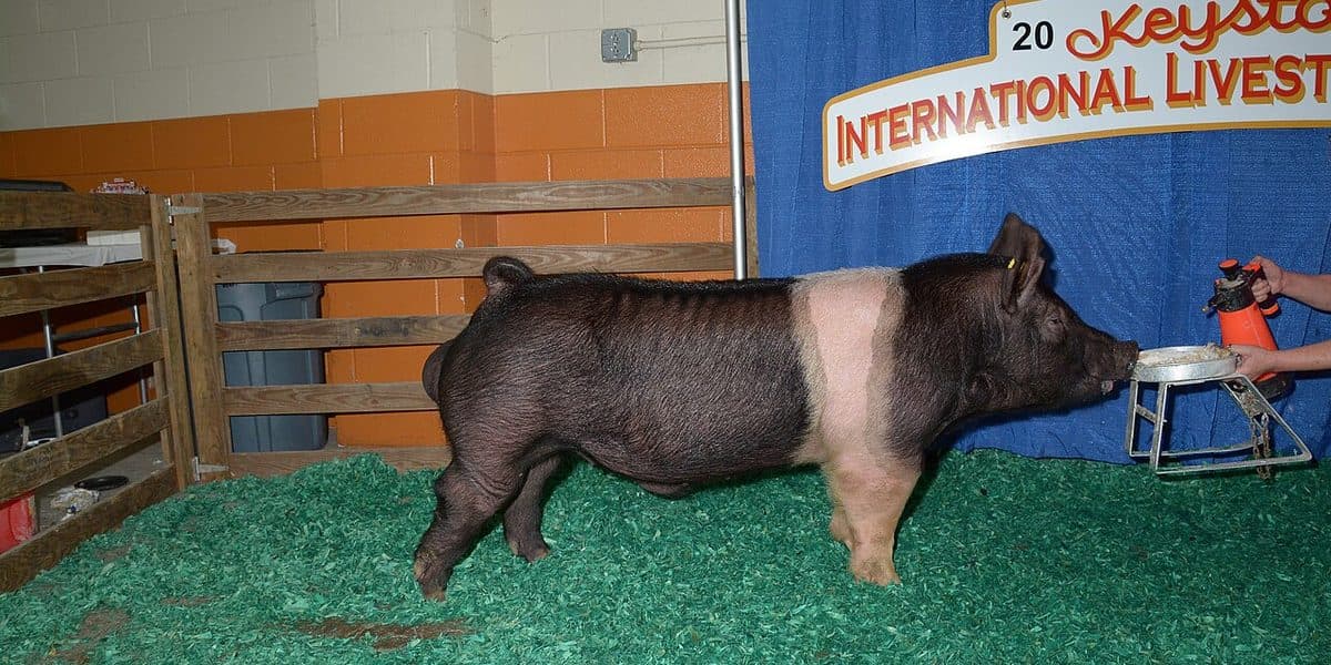 Hampshire boar — black body with distinctive white belt around shoulders
