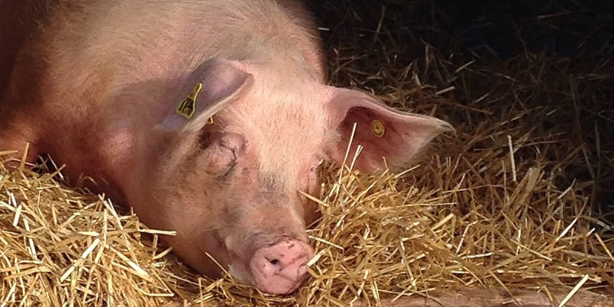 Commercial hybrid sow — pink, combining Landrace and Large White genetics