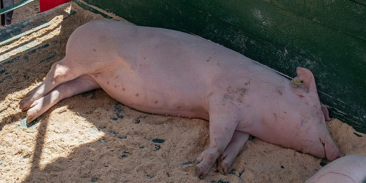 Landrace pig at livestock show — white, long body, drooping ears