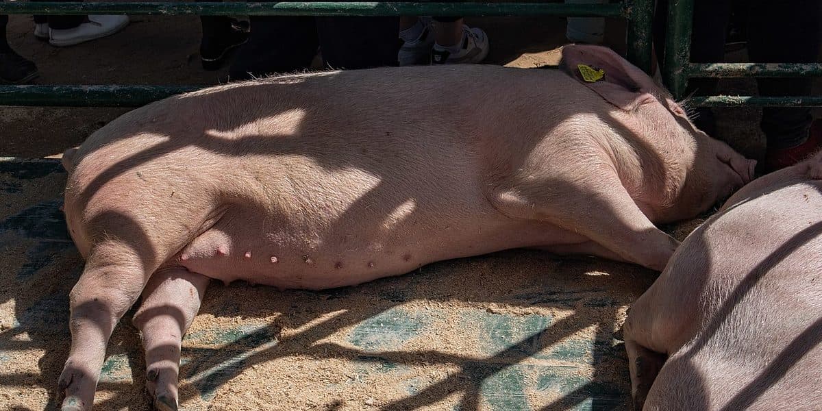 Large White pig at livestock show — pink skin, erect ears, muscular build