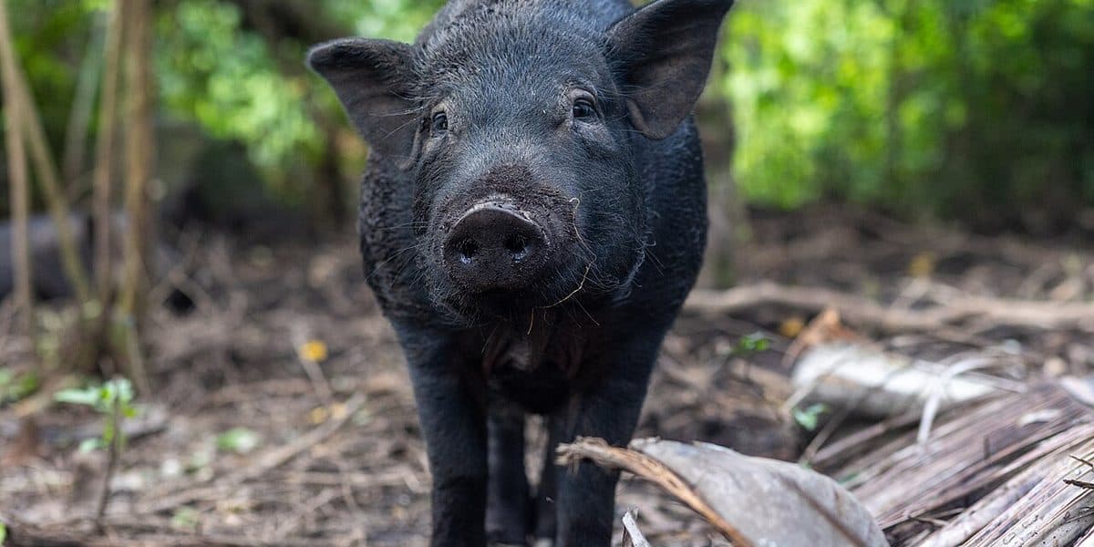 Philippine native pig in Albay province — small, dark, compact body