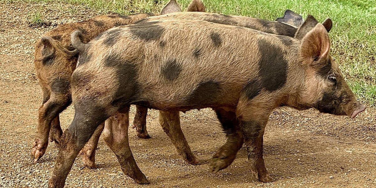 Pietrain pigs — white coat with grey-black spots, extreme muscling