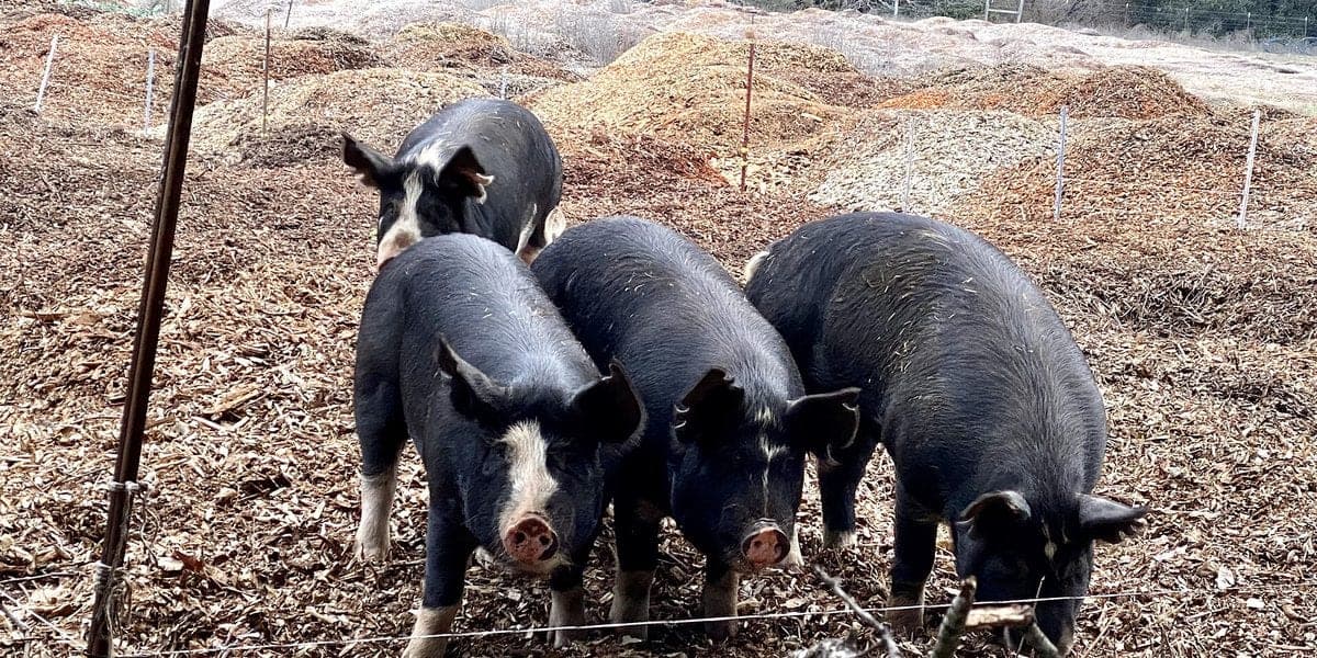 Berkshire vs Duroc Pig: Which Wins the Lechon Market? (Philippines 2026)