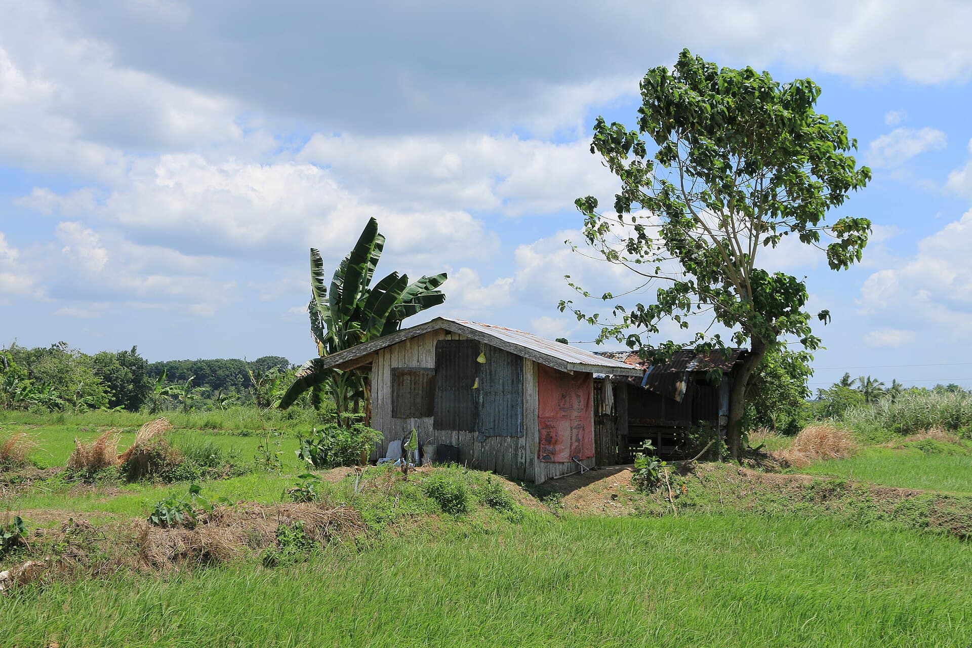 Backyard vs Semi-Commercial Pig Farm: ROI Compared (Philippines, 2026)