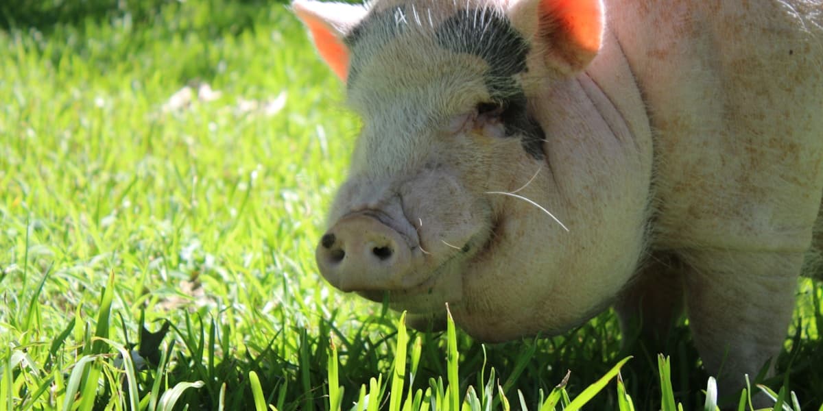 Pig Farming Breakeven Calculator (Free Tool)