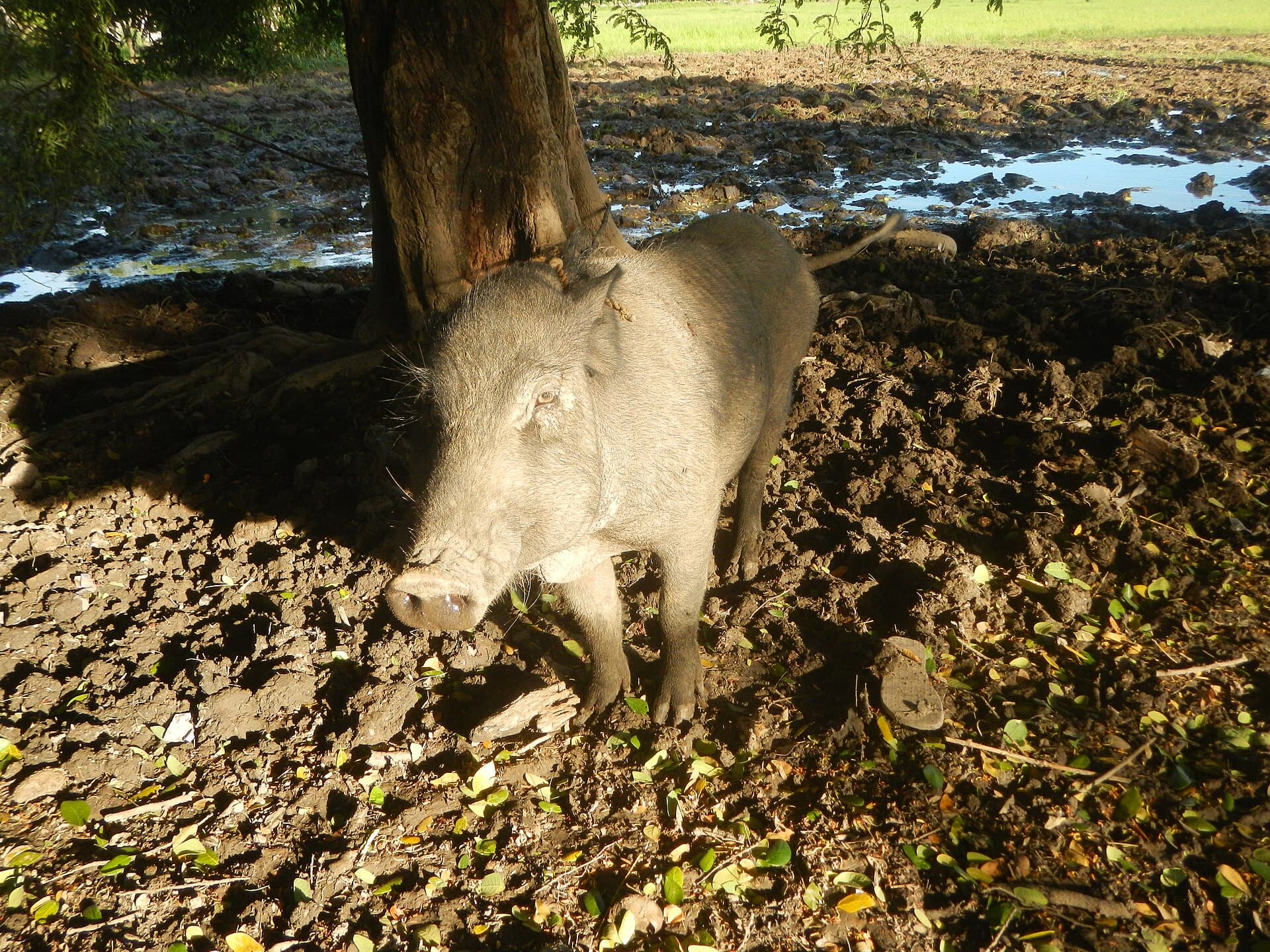Pasalo Piggery: How to Evaluate a Pig Farm Takeover (Philippines, 2026)