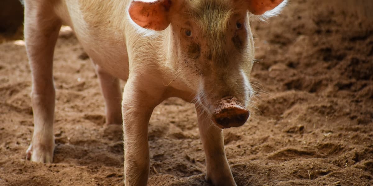 How Much Does It Cost to Raise a Pig in the Philippines?