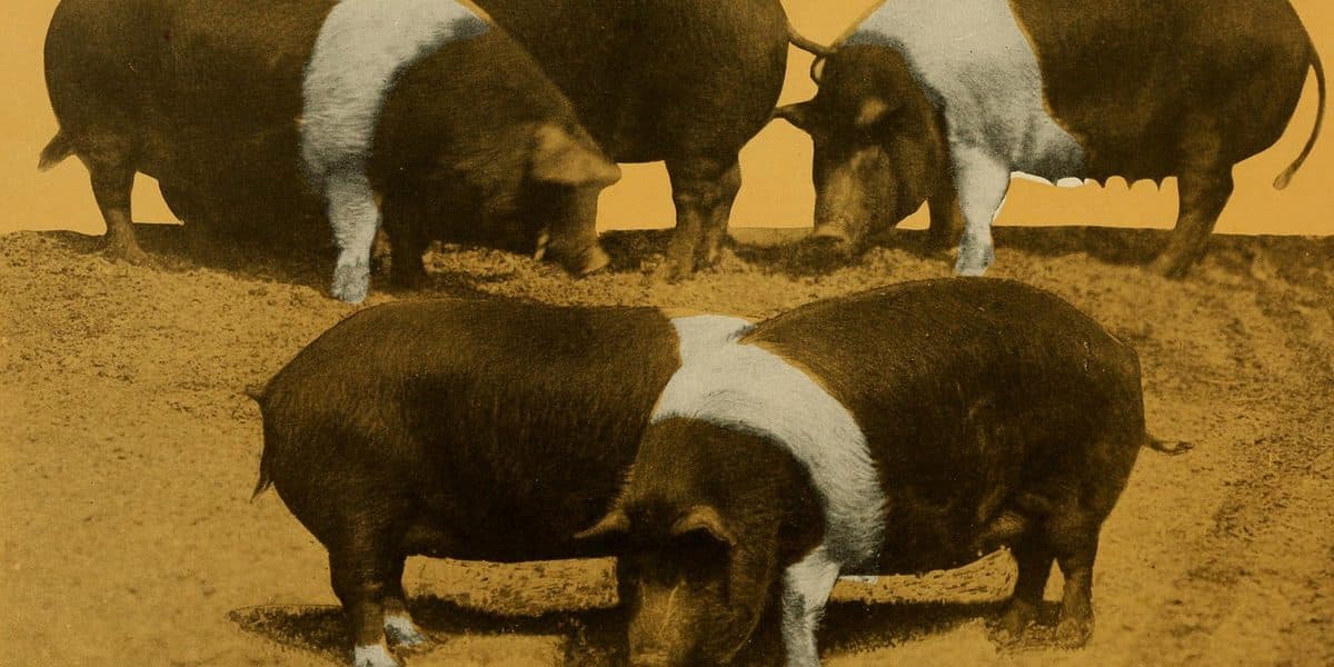 Duroc vs Hampshire Pig: Which Terminal Sire for Philippine Markets? (2026)
