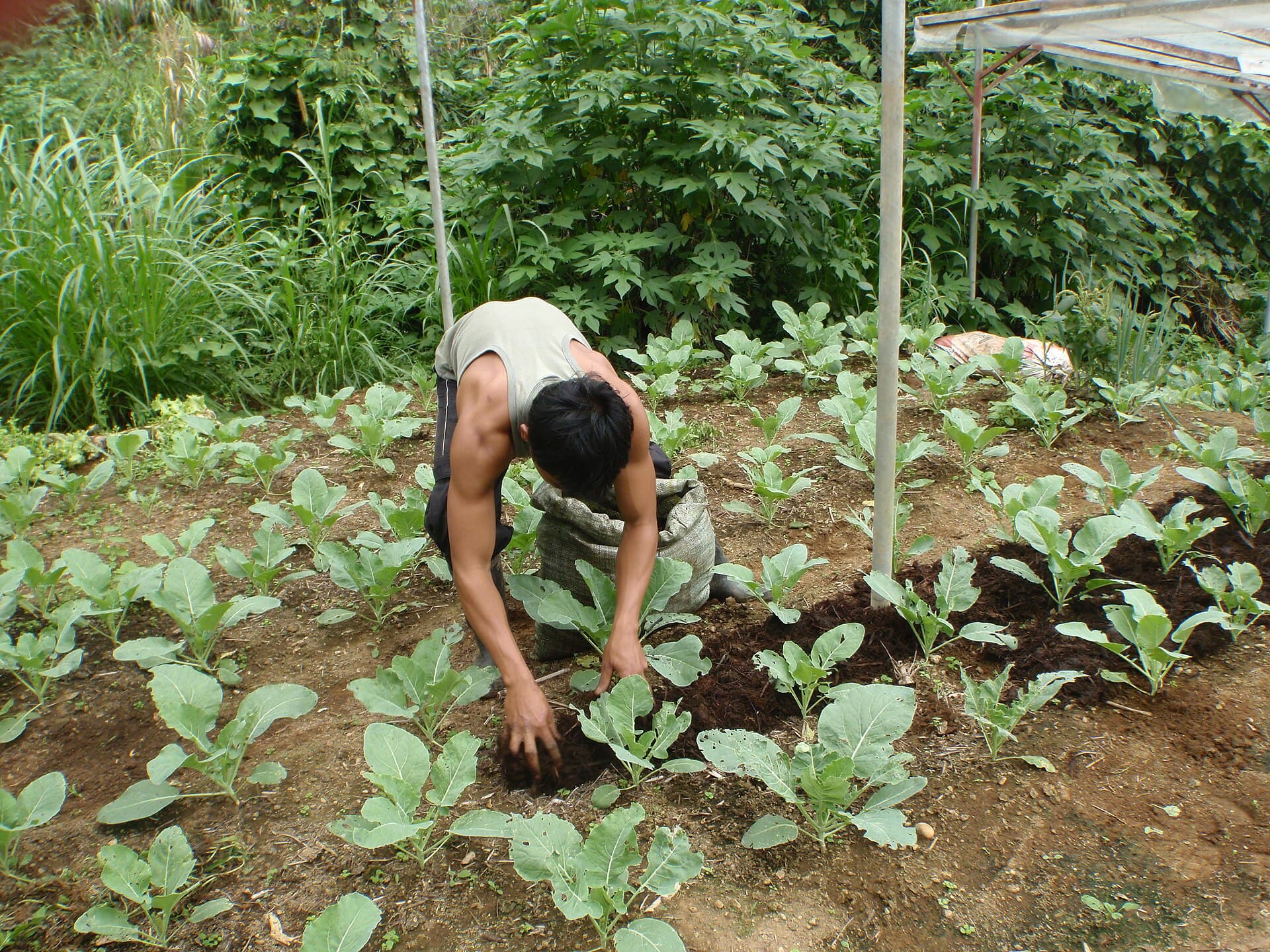 Pig Farm Side Income Compared: Which Waste-to-Money Path Actually Pays? (Philippines, 2026)