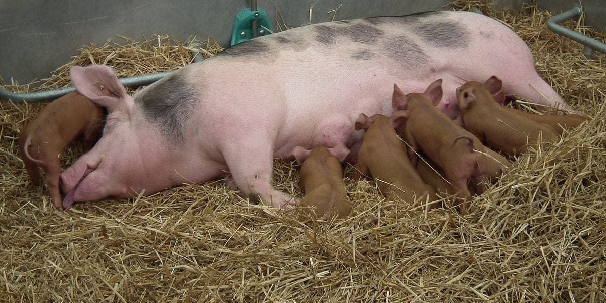 Pietrain vs Duroc: Which Terminal Sire for Lean vs Marbled Pork? (Philippines 2026)